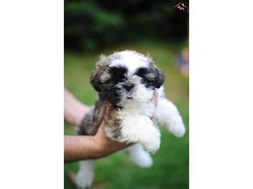 Anne altından sağlıklı shih tzu bebekler 