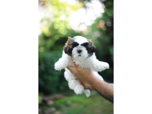Anne altından sağlıklı shih tzu bebekler 