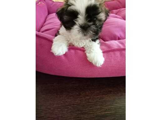 Anne altından sağlıklı shih tzu bebekler 