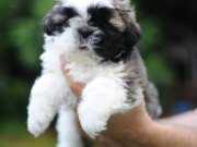 Anne altından sağlıklı shih tzu bebekler