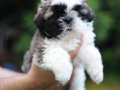 Anne altından sağlıklı shih tzu bebekler 