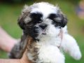 Anne altından sağlıklı shih tzu bebekler 