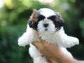 Anne altından sağlıklı shih tzu bebekler 