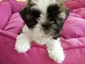 Anne altından sağlıklı shih tzu bebekler 