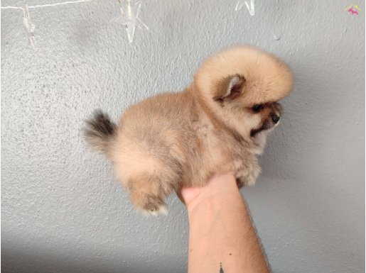 POMERANİAN BOO (ORANGE) POMERANİAN SPİTZ (BEYAZ 15BİN)