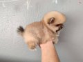 POMERANİAN BOO (ORANGE) POMERANİAN SPİTZ (BEYAZ 15BİN)