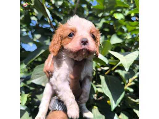 Cavalier king Charles yavrular 