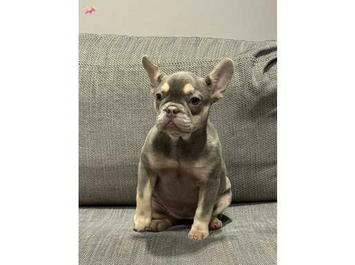 4 aylık 0 numara özel renk safran Fransız buldog