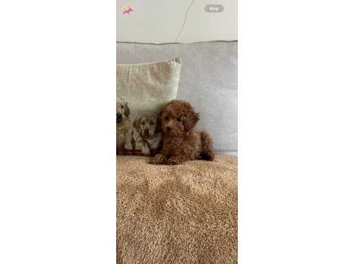 ORJINAL TOY POODLE