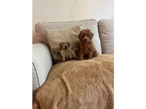 ORIJINAL TOY POODLE