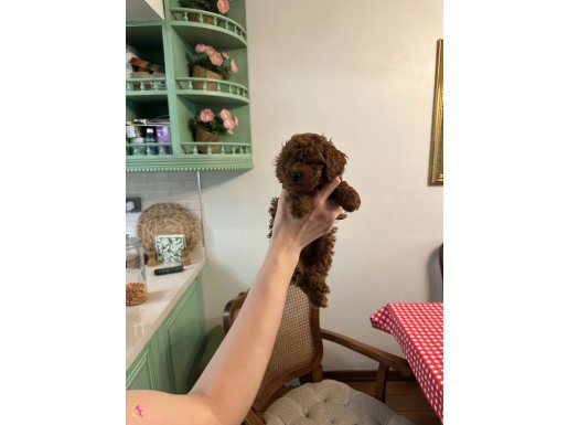 TEACUP POODLE YAVRUMUZ