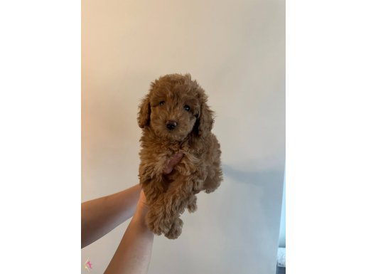 T O Y.   P O O D L E 