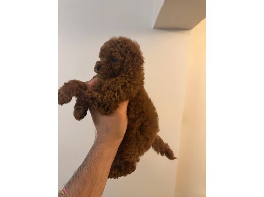 OYUN DELİSİ TOY POODLE
