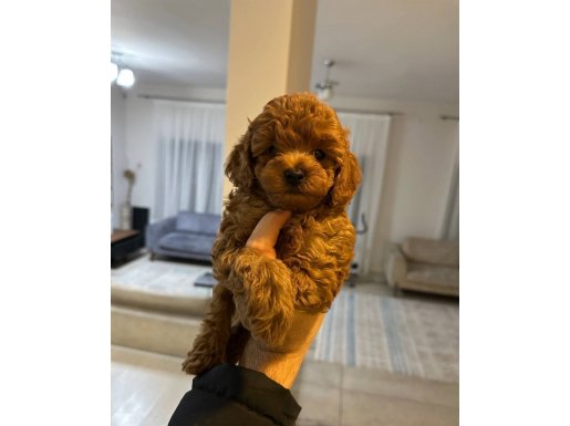 O R J I N A L. T O Y. P O O D L E