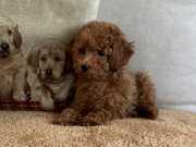 ORJINAL TOY POODLE