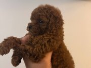 OYUN DELİSİ TOY POODLE