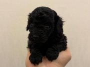 K A R A   P A N T E R