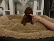 ORJİNAL TOY POODLE 