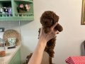 TEACUP POODLE YAVRUMUZ