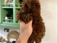 Pırıl Pırıl Kahverengi Orjinal Poodle