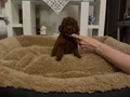 ORJİNAL TOY POODLE 