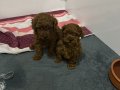 ORJİNAL TOY POODLE 