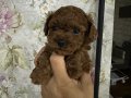 ORJİNAL TOY POODLE 