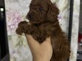 ORJİNAL TOY POODLE 