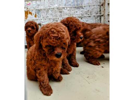 ÇOk özel RET TOY Poodle YAVRular uygun 