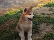3 Aylık Aşılar tamamlandı Safkan inu 