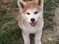 3 Aylık Aşılar tamamlandı Safkan inu 