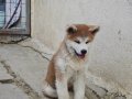 3 Aylık Aşılar tamamlandı Safkan inu 