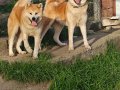 3 Aylık Aşılar tamamlandı Safkan inu 