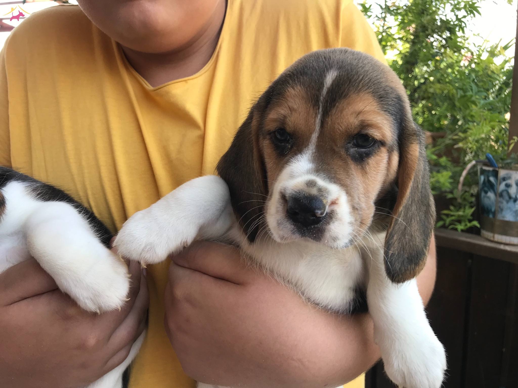 Satilik Beagle Fiyatlari Kopek Dunyasi