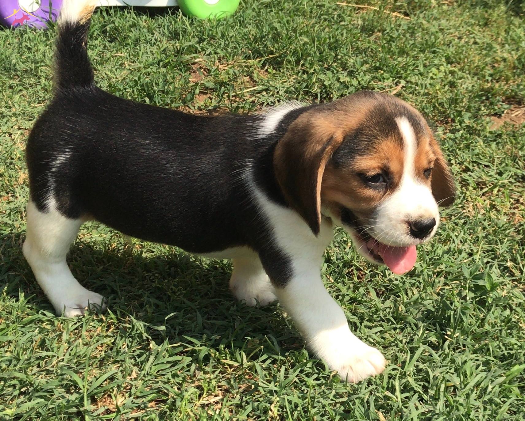 Satilik Beagle Fiyatlari Kopek Dunyasi