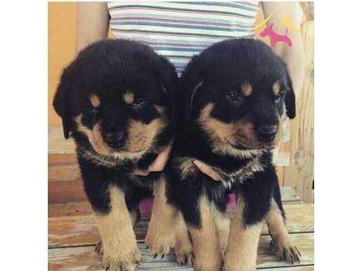 SECERELI ANNE BABADAN ROTTWEILER YAVRULARIMIZ DOG ACADEMY
