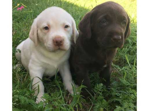 LABRADOR RETRIEVER YAVRULARIMIZ DOG ACADEMY