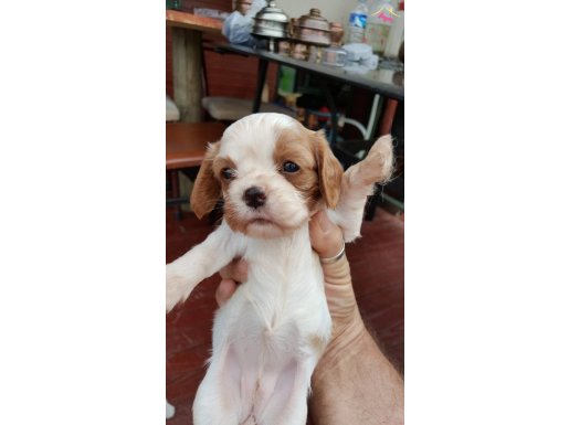 Cavalier King Charles Yavrularımız DOG ACADEMY 