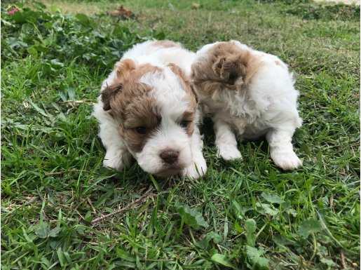 Terrier Yavrularımız 