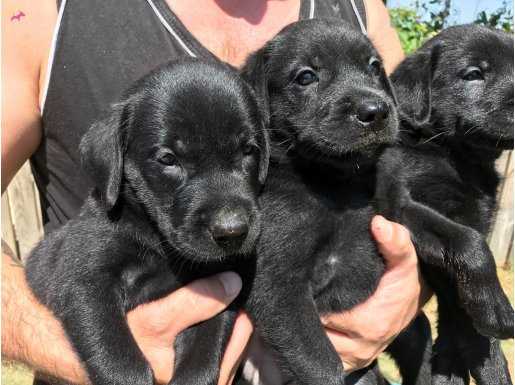 Siyah Sarı ve Çikolata Labrador Yavrularımız 