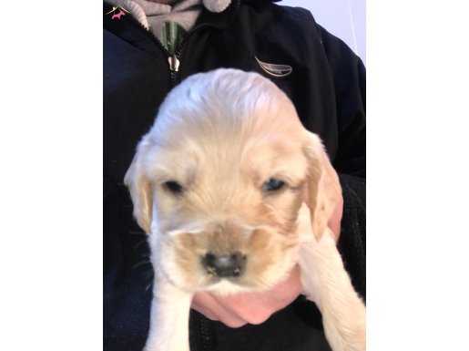 Baby face golden Retriever Yavrularımız 