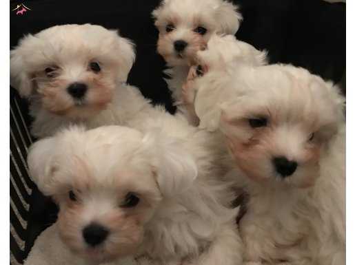 Maltese terrier Yavrularımız 