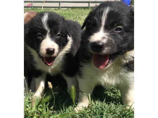 Border Collie Yavrularımız 