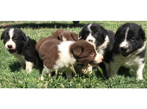  Border Collie Yavrularımız 