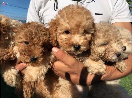 Toy poodle Yavrularımız 