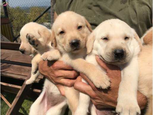 Krem şampanya Labrador Yavrularımız 