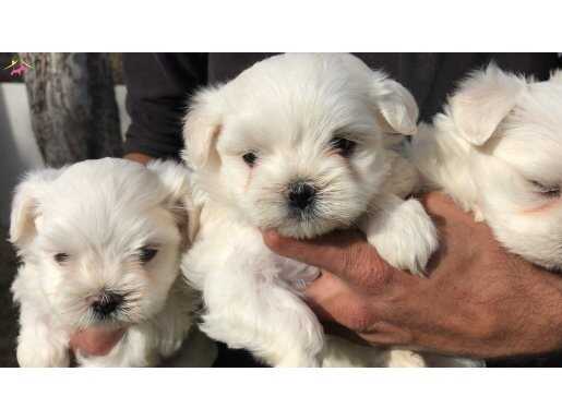 Maltiz Terrier yavrularımız