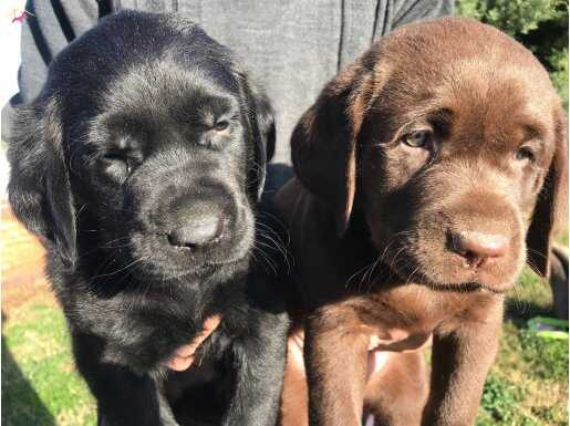 Cikolata siyah krem şampanyayı Labrador yavrularımız 