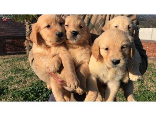 *~BABY FACE GOLDEN RETRIEVER YAVRULARIMIZ  [DOG ACADEMY]~*