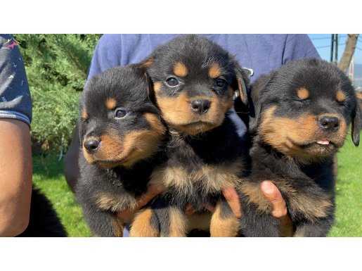 Koca kafa rottweiler yavrularımız 